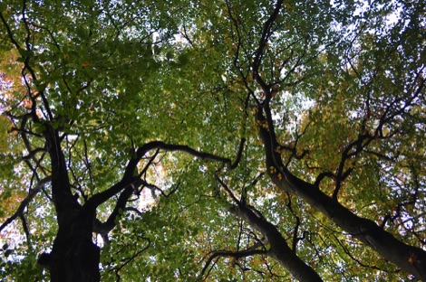 Sky through leaves